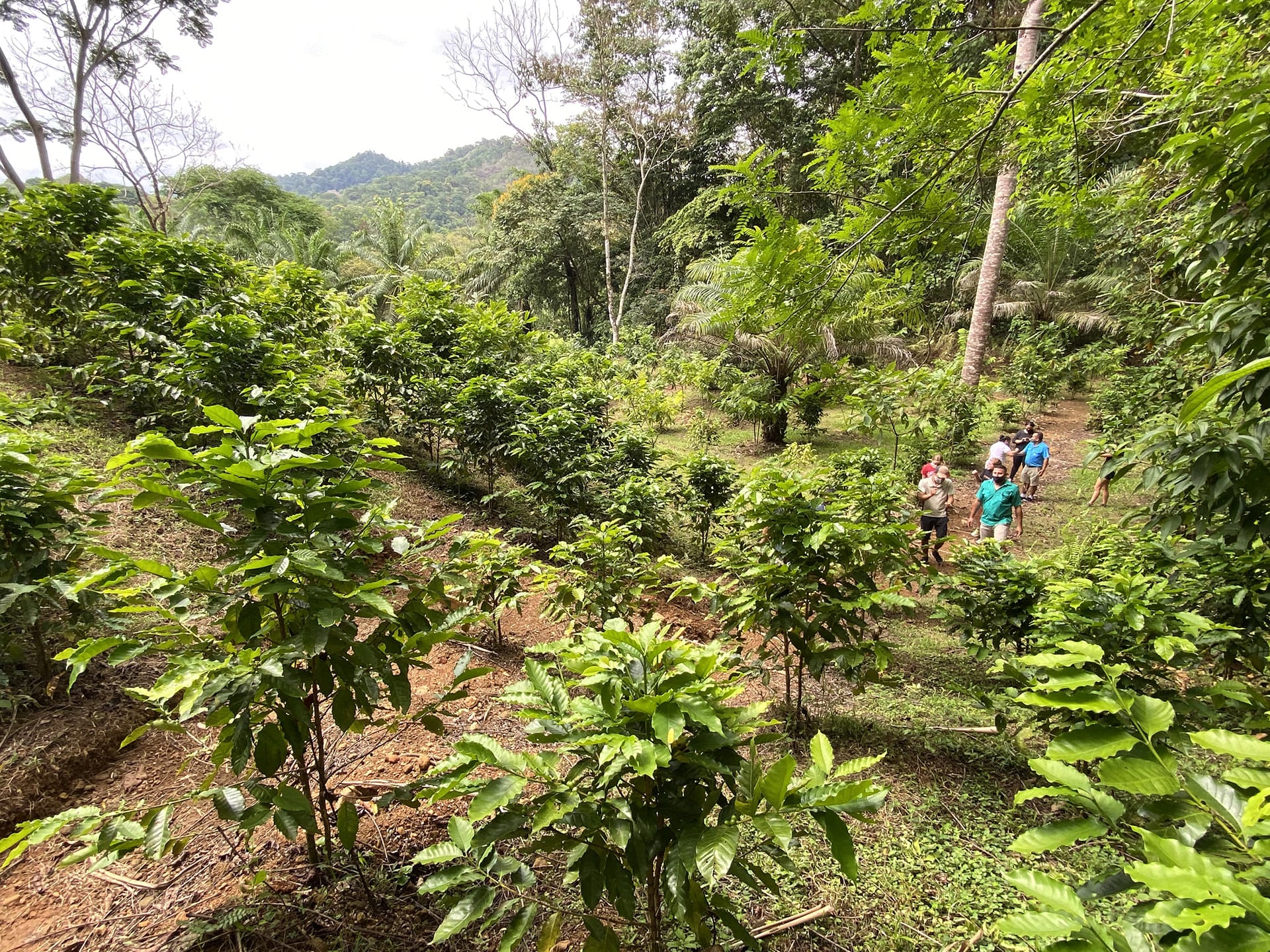 Costa Rican coffee plantation and rainforest